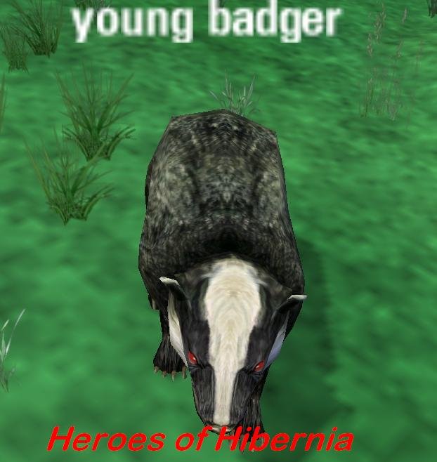 Picture of Young Badger